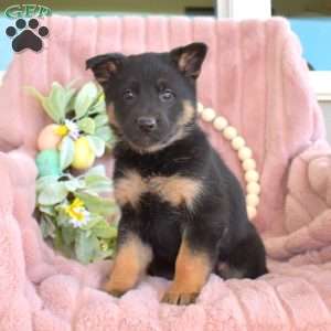 Cali, German Shepherd Puppy