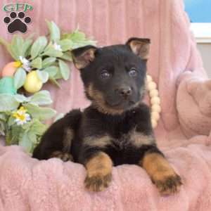 Camile, German Shepherd Puppy