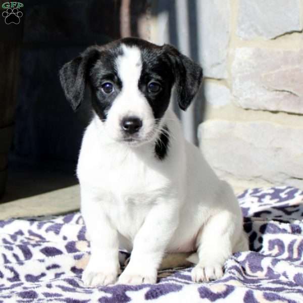 Cammie, Jack Russell Mix Puppy
