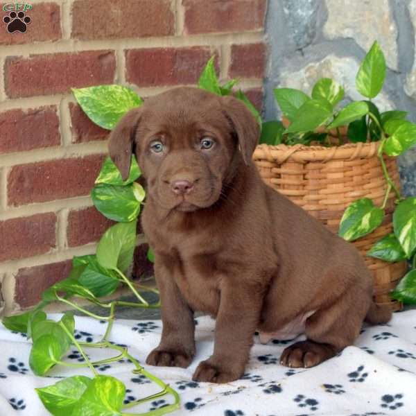 Camp, Chocolate Labrador Retriever Puppy