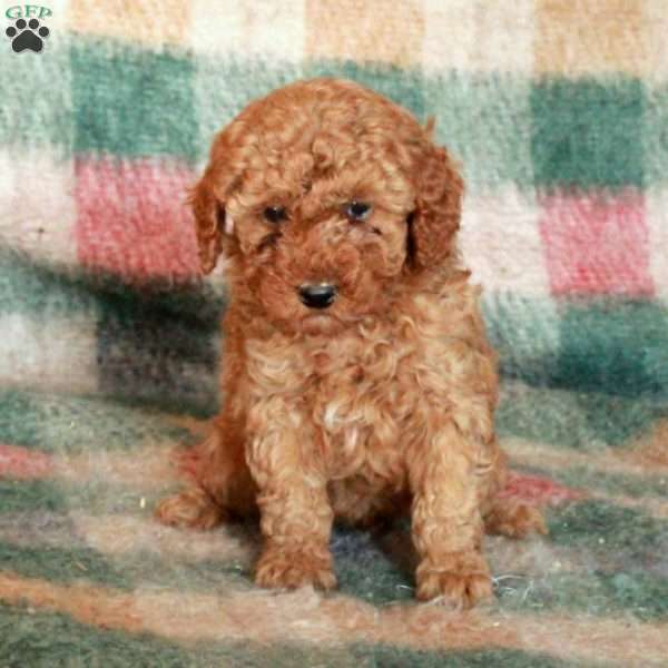 Candy, Toy Poodle Puppy