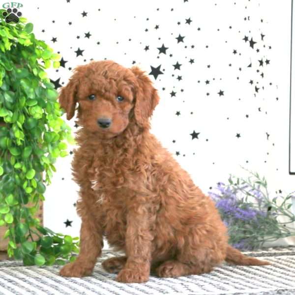 Candy, Goldendoodle Puppy