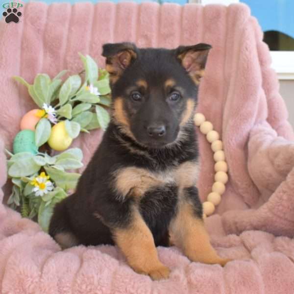 Captain, German Shepherd Puppy