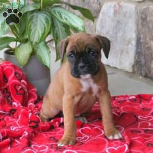 Carly, Boxer Puppy