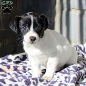 Carly, Jack Russell Mix Puppy