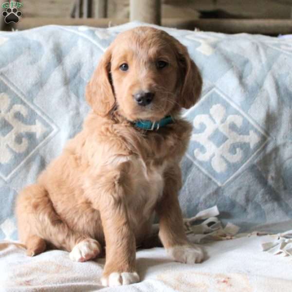 Carmel, Goldendoodle Puppy