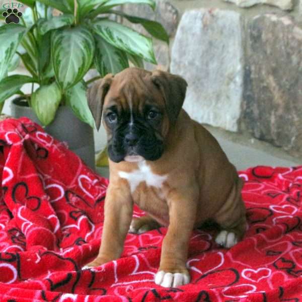 Carmen, Boxer Puppy