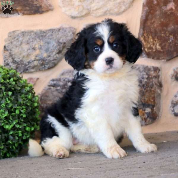 Carmen, Miniature Bernese Mountain Dog Puppy