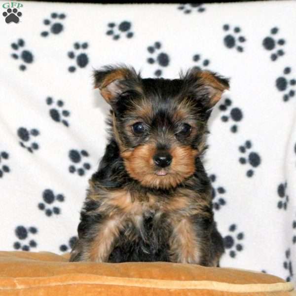 Carrie, Yorkie Puppy
