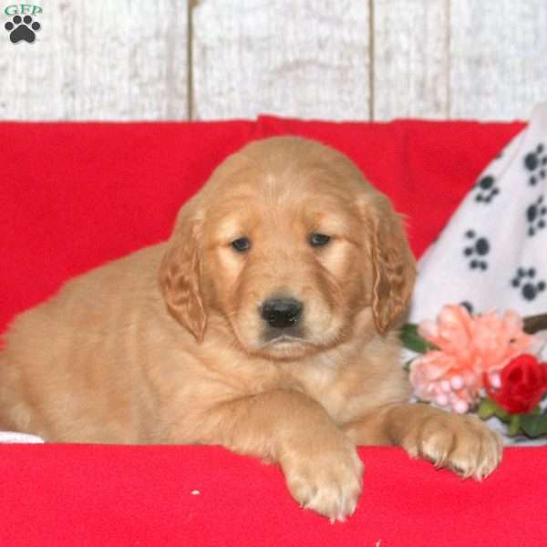 Carson, Golden Retriever Puppy