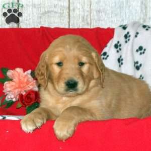Carson, Golden Retriever Puppy