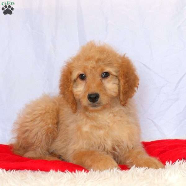 Casey, Goldendoodle Puppy