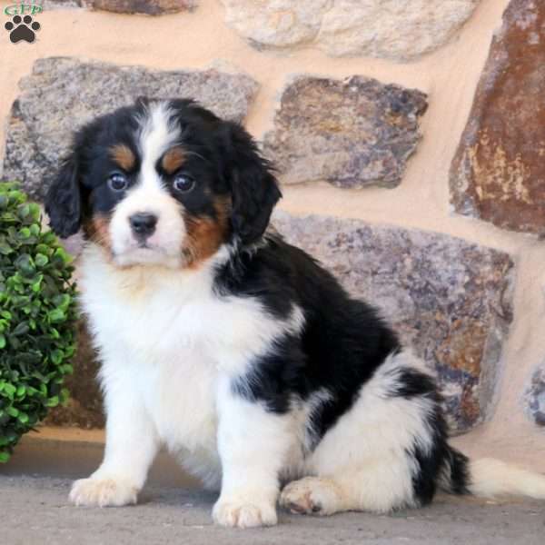 Casey, Miniature Bernese Mountain Dog Puppy