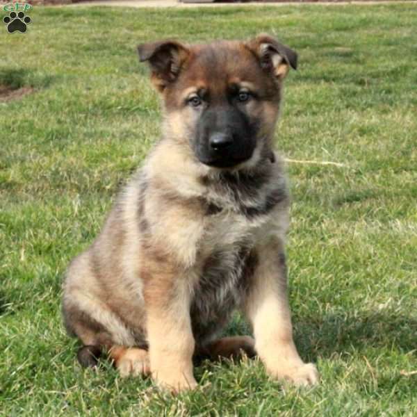 Cash, German Shepherd Puppy