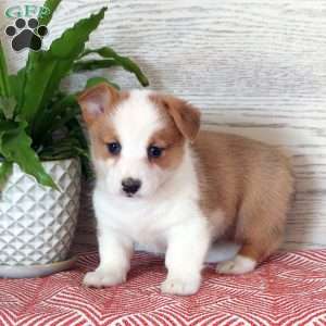 Corgis sales under $500