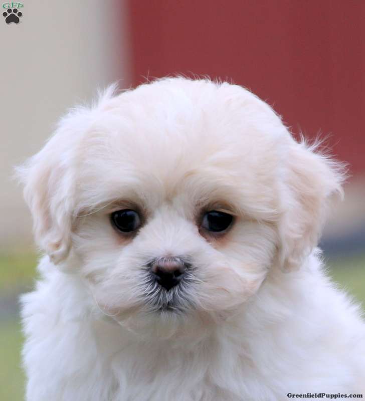 Cayson - Maltese Mix Puppy For Sale in Pennsylvania