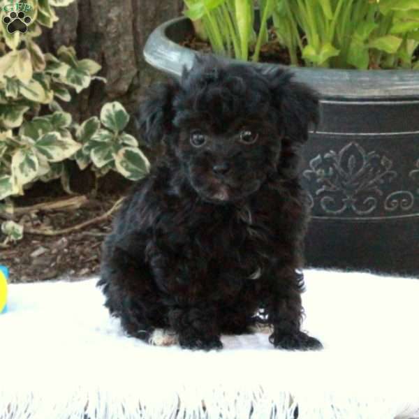 Chanel, Toy Poodle Puppy