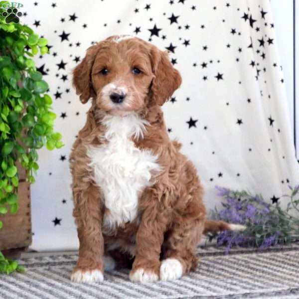 Charles, Goldendoodle Puppy