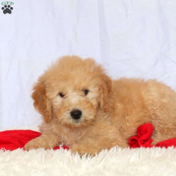 Charlie, Goldendoodle Puppy