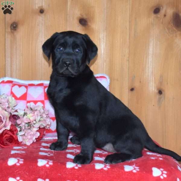 Charlotte, Black Labrador Retriever Puppy