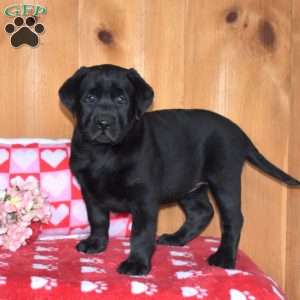 Charlotte, Black Labrador Retriever Puppy