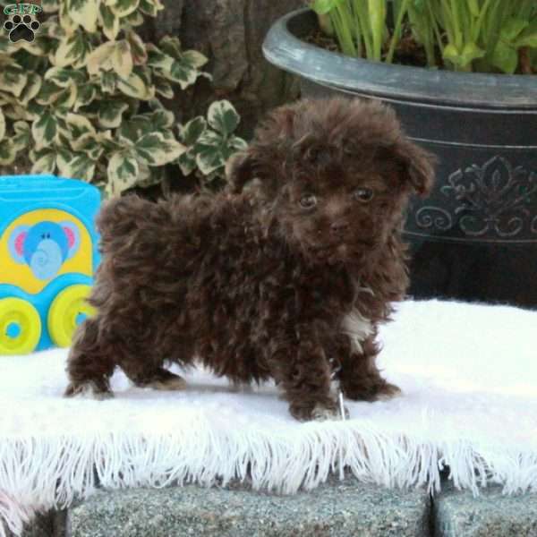 Charm, Toy Poodle Puppy