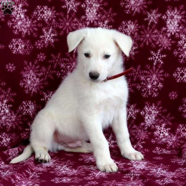 Chase, German Shepherd Puppy