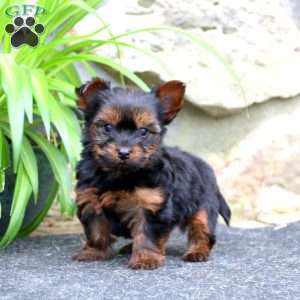 Greenfield yorkies hot sale