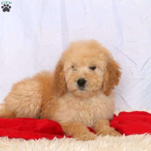 Chaser, Goldendoodle Puppy