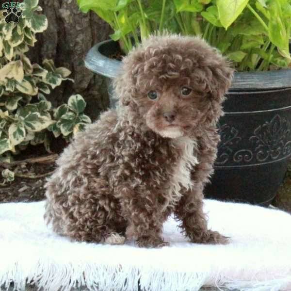 Chelsea, Toy Poodle Puppy