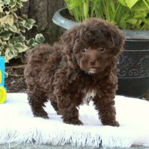 Cherry, Toy Poodle Puppy