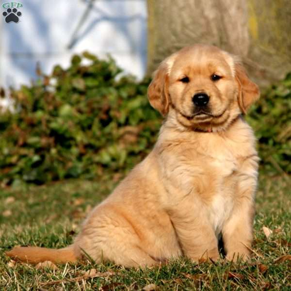 Chester, Golden Retriever Puppy