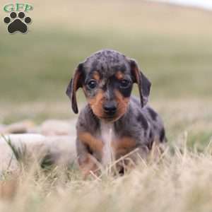 Cheyenne, Dachshund Puppy