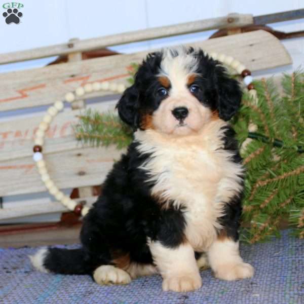 Chico, Bernedoodle Puppy