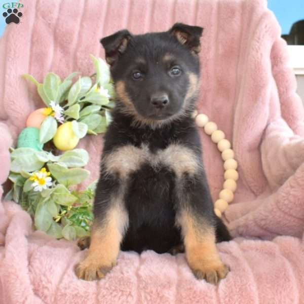 Chief, German Shepherd Puppy