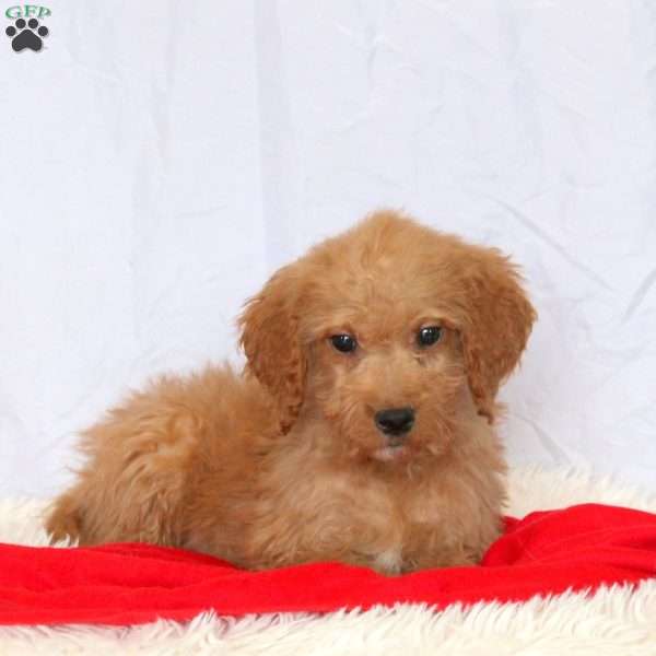 Chili, Goldendoodle Puppy