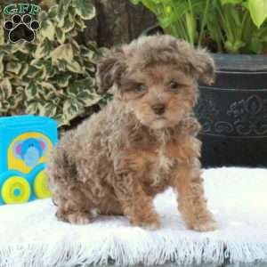 Greenfield puppies clearance toy poodle