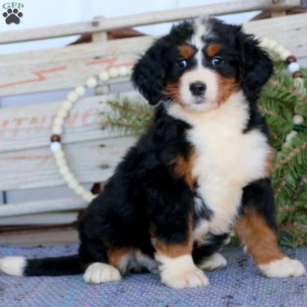 Chip, Bernedoodle Puppy