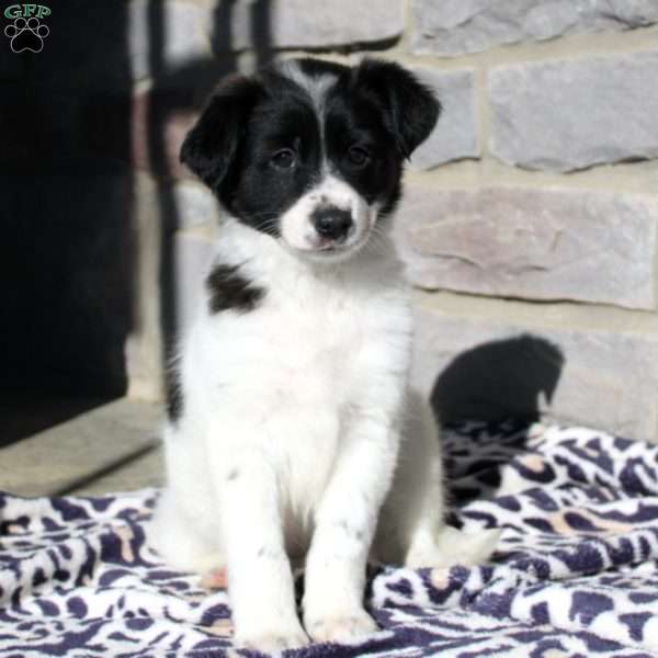 Chloe, Jack Russell Mix Puppy