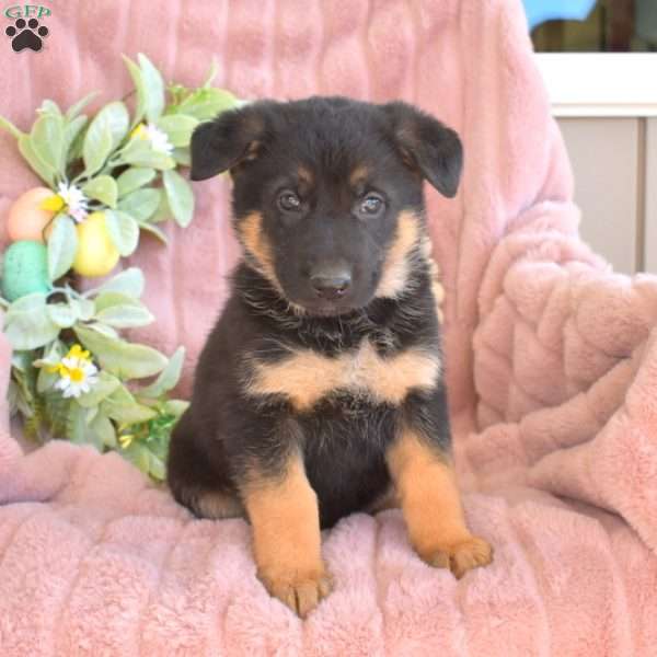 Chloe, German Shepherd Puppy