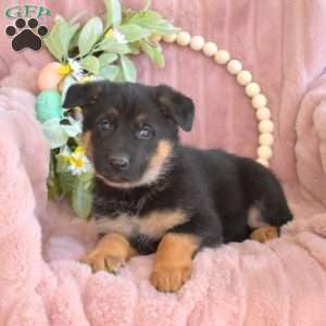Chloe, German Shepherd Puppy