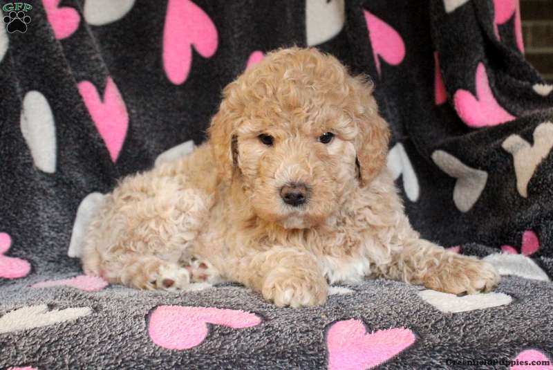 Cinnamon Moyen Standard Poodle Puppy For Sale in Pennsylvania