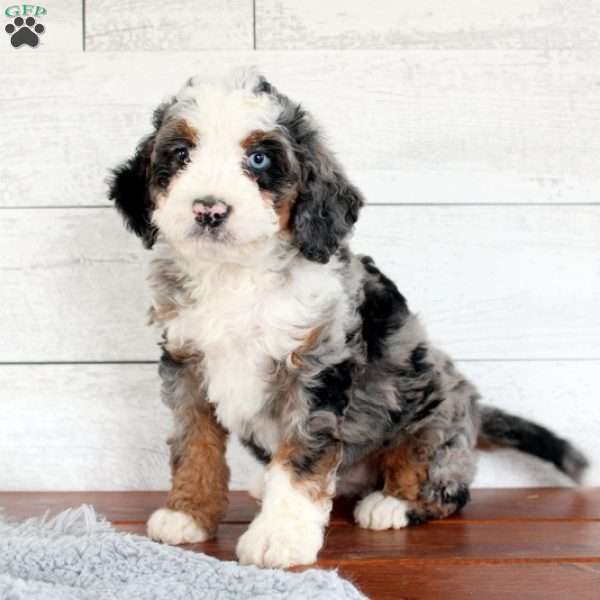 Clara, Mini Bernedoodle Puppy