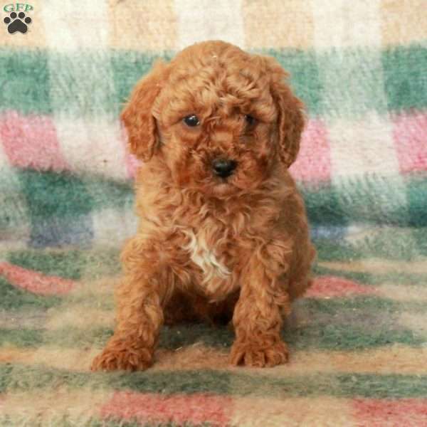 Clay, Toy Poodle Puppy