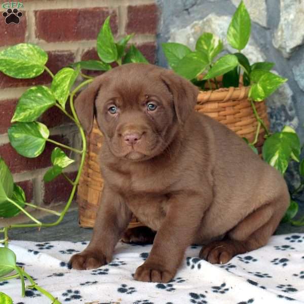 Cleo, Chocolate Labrador Retriever Puppy