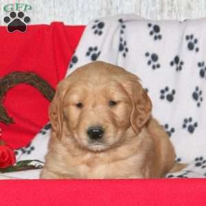 Clifford, Golden Retriever Puppy
