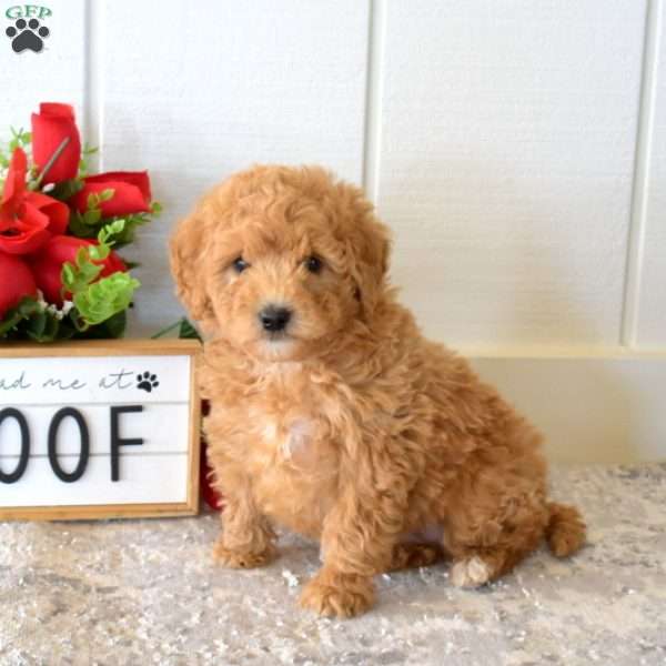 Clyde, Mini Goldendoodle Puppy