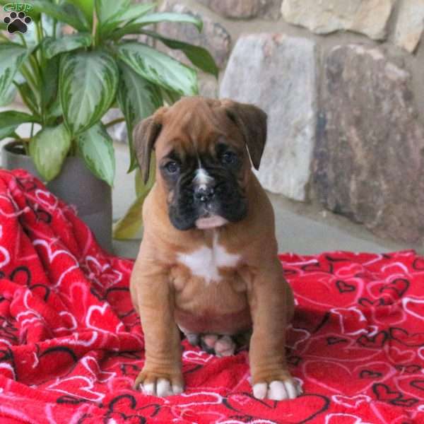 Bruce, Boxer Puppy