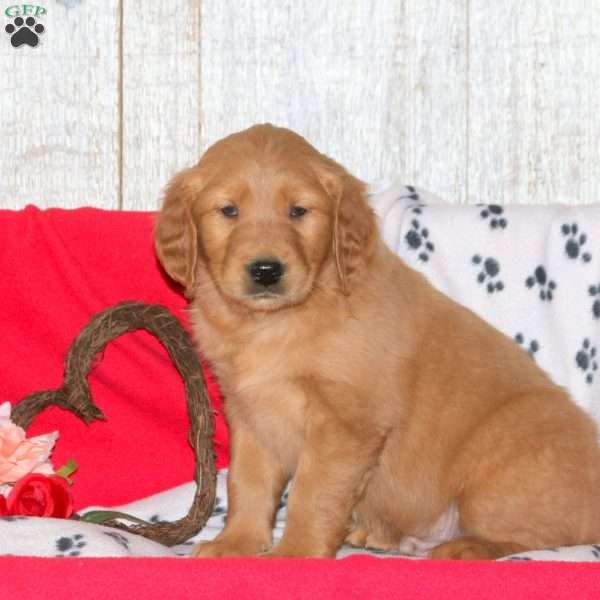 Cody, Golden Retriever Puppy