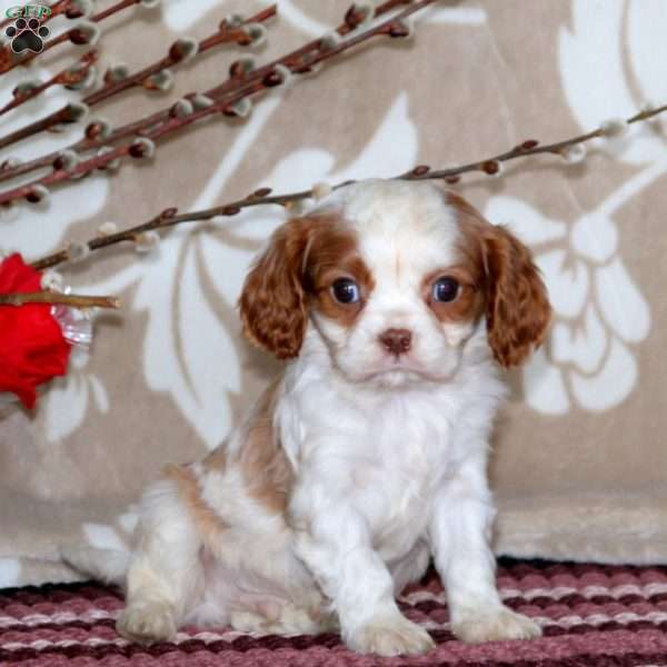 Colby, Cavalier King Charles Spaniel Puppy